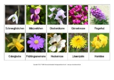 Pflanzennamen-zusammensetzen-Lösungen.pdf
